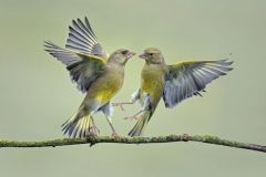 Greenfinch Encounter by Gill OMeara, Poulton le Fylde