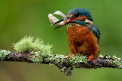Kingfisher With Lively Fish by Robert Millin, Wigan 10