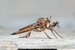 Robber Fly with Prey by Bob Coote, Royston