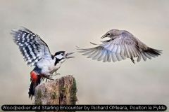 Woodpecker and Starling Encounter by Richard OMeara, Poulton le Fylde