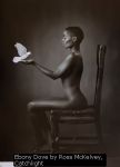 Ebony Dove by Ross McKelvey, Catchlight
