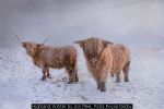 Highland Winter by Jon Mee, Rolls Royce Derby