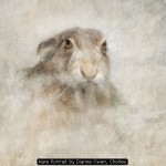 Hare Portrait by Dianne Owen, Chorley