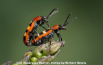 Aspargus Beetles Mating by Richard Revels, Cambridge