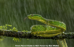 Green Parrot Snake in Rain Forest by Alan Walker, Keswick