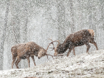 Red Deer Sparring by Sarah Kelman, Cambridge