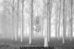 Misty Poplars by Irene Froy, Wrekin Arts
