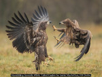 Squabbling Juvenile White Tailed Eagles by Jamie MacArthur, RR Derby