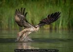 Osprey with Trout by Ross McKelvey, Catchlight CC