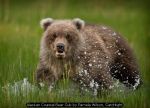 Alaskan Coastal Bear Cub by Pamela Wilson, Catchlight