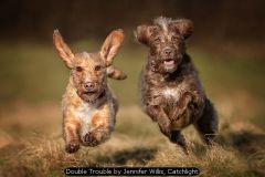 Double Trouble by Jennifer Willis, Catchlight