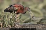 Glossy Ibis with Grub by Tim Downton, Dorchester