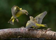 Greenfinches Squabble by Ross McKelvey, Catchlight