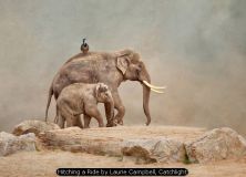Hitching a Ride by Laurie Campbell, Catchlight