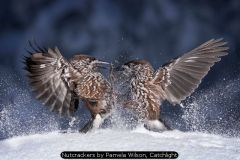 Nutcrackers by Pamela Wilson, Catchlight