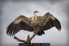 Air Drying by Jill Crockett, Catchlight