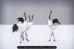 Choir Master by Pamela Wilson, Catchlight