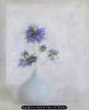 Nigella by Katrina Mee, RR Derby