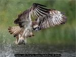 Osprey with Trout by Jamie MacArthur, RR Derby