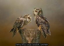Pairing Off by Laurie Campbell, Catchlight