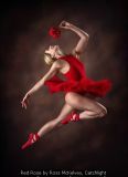 Red Rose by Ross McKelvey, Catchlight