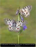 Small Apollos on Bearded Bellflowers  by Gianpiero Ferrari, RR Derby