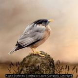 A Wee Brahminy Starling by Laurie Campbell, Catchlight
