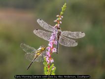 Early Morning Darters with Dew by Alex Anderson, Southport