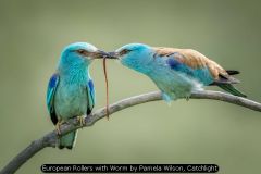 European Rollers with Worm by Pamela Wilson, Catchlight