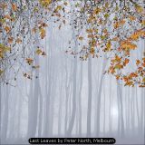 Last Leaves by Peter North, Melbourn