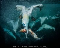 Lucky Number 7 by Pamela Wilson, Catchlight