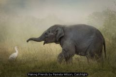 Making Friends by Pamela Wilson, Catchlight