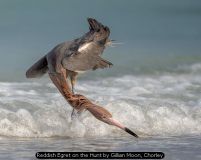 Reddish Egret on the Hunt by Gillian Moon, Chorley