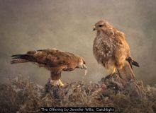 The Offering by Jennifer Willis, Catchlight