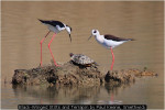 Black-Winged Stilts and Terrapin by Paul Keene, Smethwick