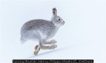 Running Mountain Hare by Philippa Wheatcroft, Smethwick