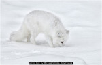 Arctic Fox by Michael Windle, Smethwick