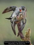 Common Cuckoos Mating by Jamie MacArthur, RR Derby PS