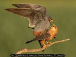 Red Footed Falcons Mating by Jamie MacArthur, RR Derby PS