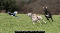 Catch the Magpie by William Hall, RR Derby