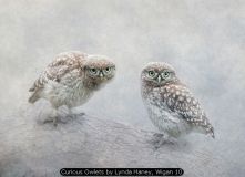 Curious Owlets by Lynda Haney, Wigan 10