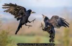 Duelling Rooks by Hugh Wilkinson, Catchlight