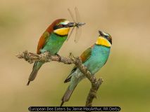 European Bee Eaters by Jamie MacArthur, RR Derby