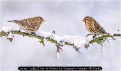 Lesser Redpoll Pair in Winter by Gianpiero Ferrari, RR Derby