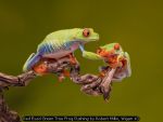 Red Eyed Green Tree Frog Pushing by Robert Millin, Wigan 10