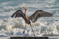 Reddish Egret in Sea Swell by Roger Geldard, Wigan 10
