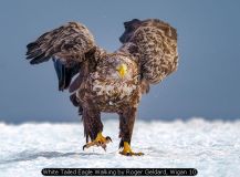 White Tailed Eagle Walking by Roger Geldard, Wigan 10