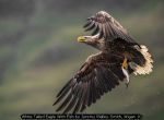 White Tailed Eagle With Fish by Jeremy Malley-Smith, Wigan 10