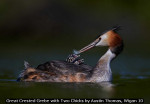 Great Crested Grebe with Two Chicks by Austin Thomas, Wigan 10