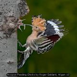 Hoopoe Feeding Chicks by Roger Geldard, Wigan 10